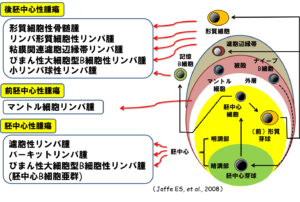 リンパ濾胞とリンパ腫の起源